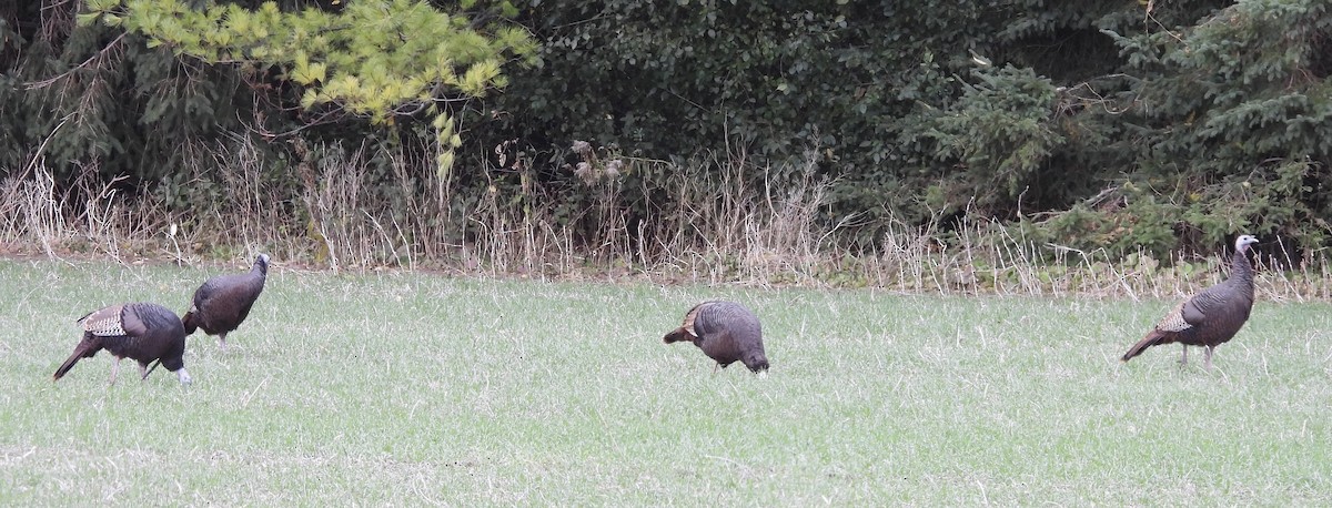 krocan divoký - ML644588552