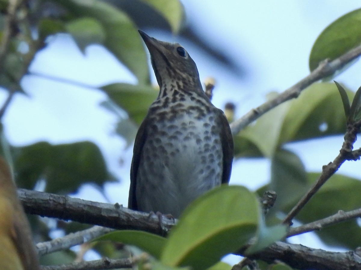 Bülbül Ardıcı - ML644588557