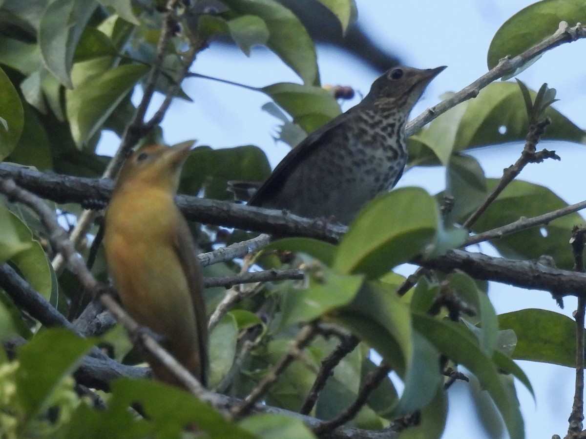 Bülbül Ardıcı - ML644588558