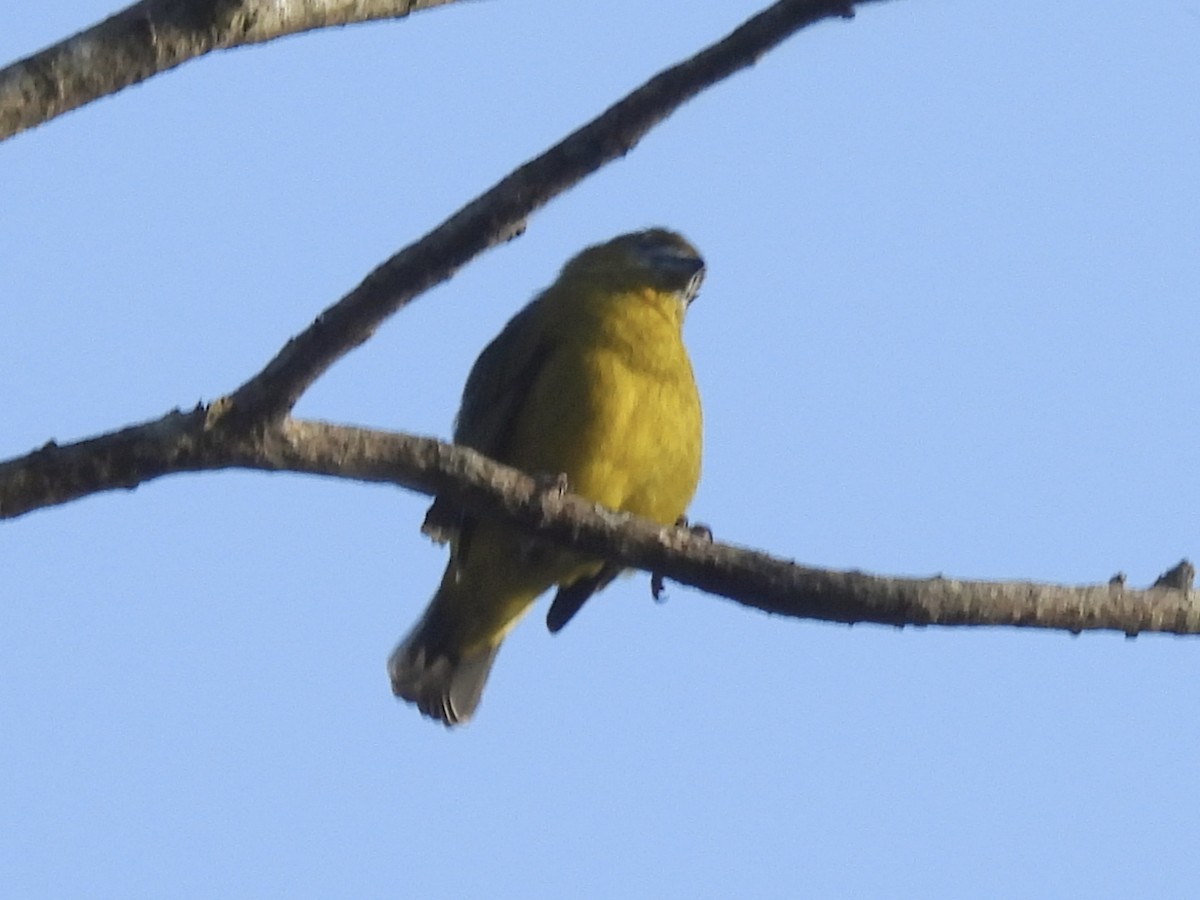 Sarıca Öfonya - ML644588559