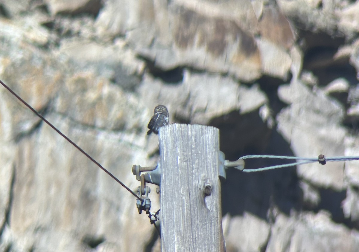 Northern Pygmy-Owl - ML644588561