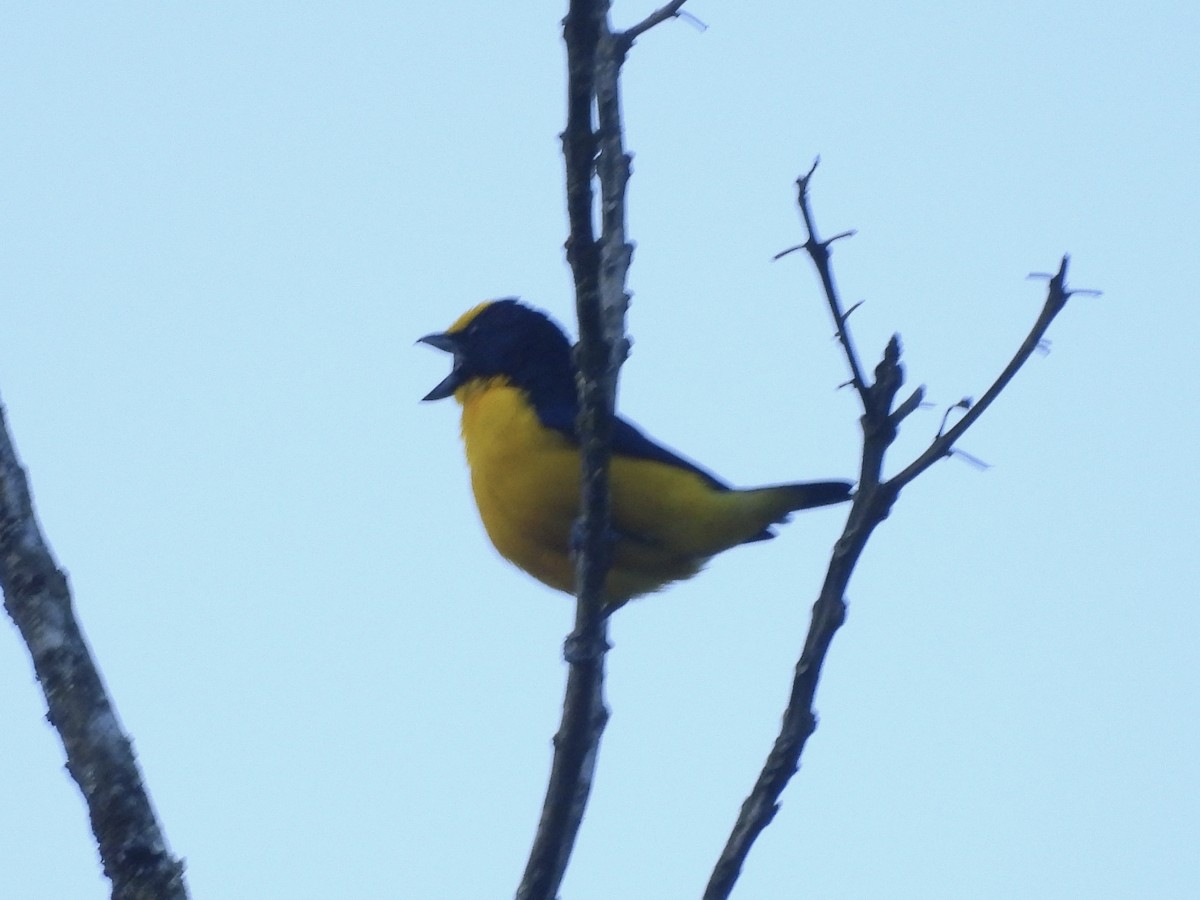 Thick-billed Euphonia - ML644588562