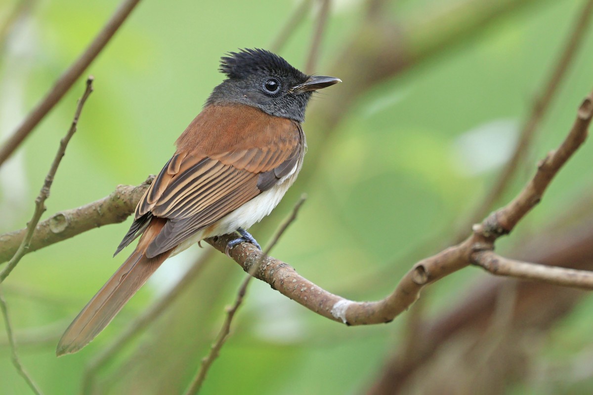 紫綬帶(atrocaudata/illex) - ML644588564