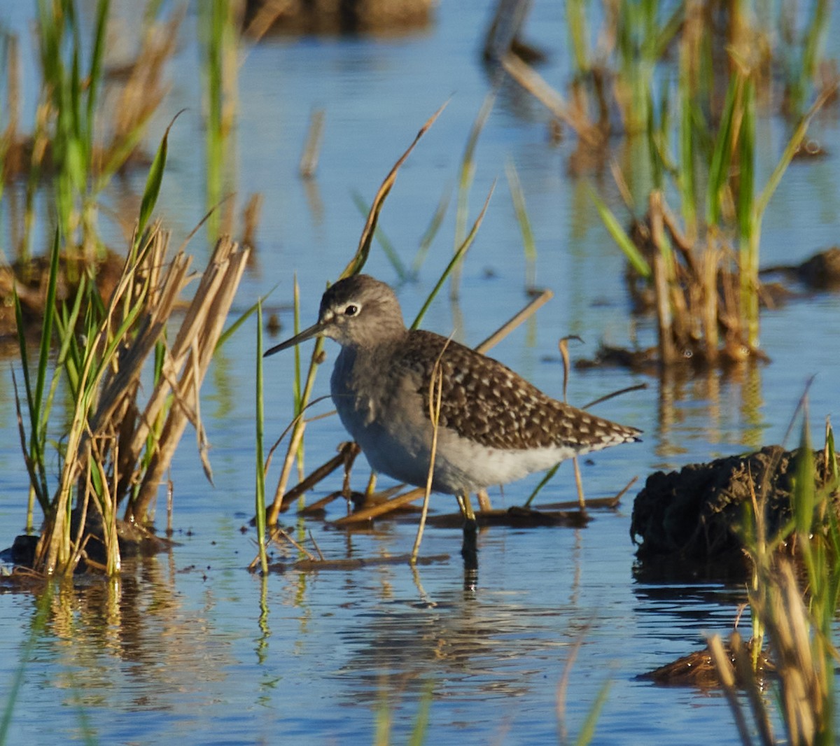 Wood Sandpiper - ML644588568
