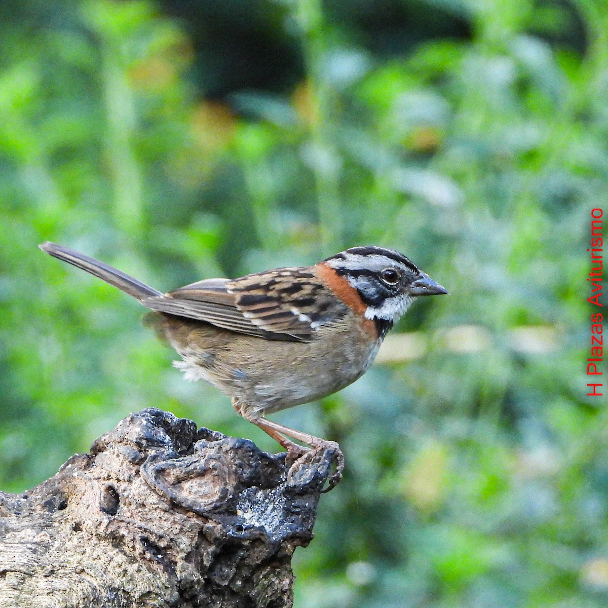 Rufous-collared Sparrow - ML644588569