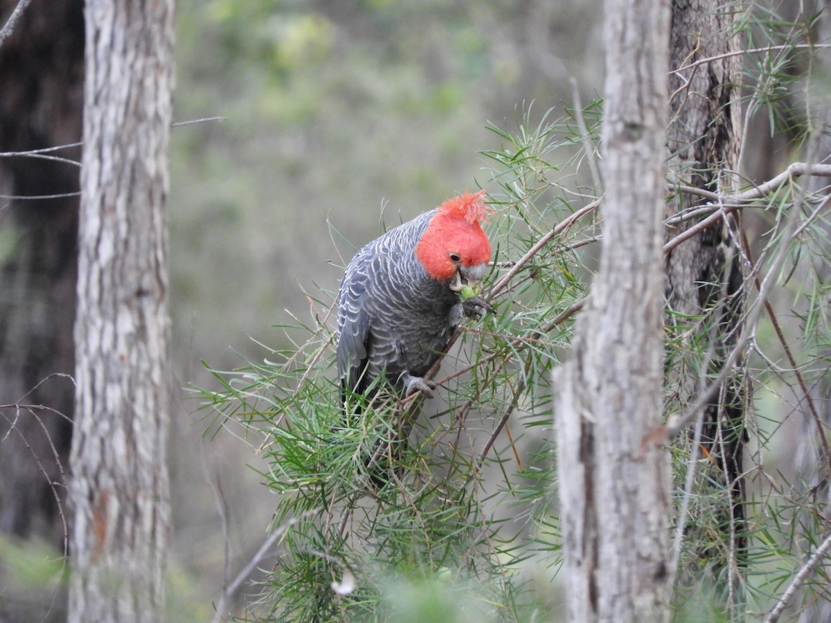 kakadu přílbový - ML644588576