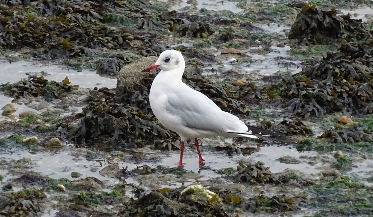 Black-headed Gull - ML644588593