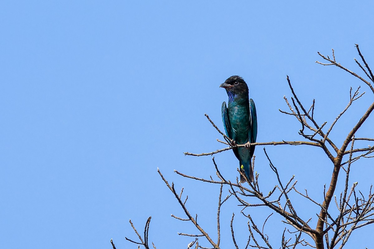 佛法僧 - ML644588623