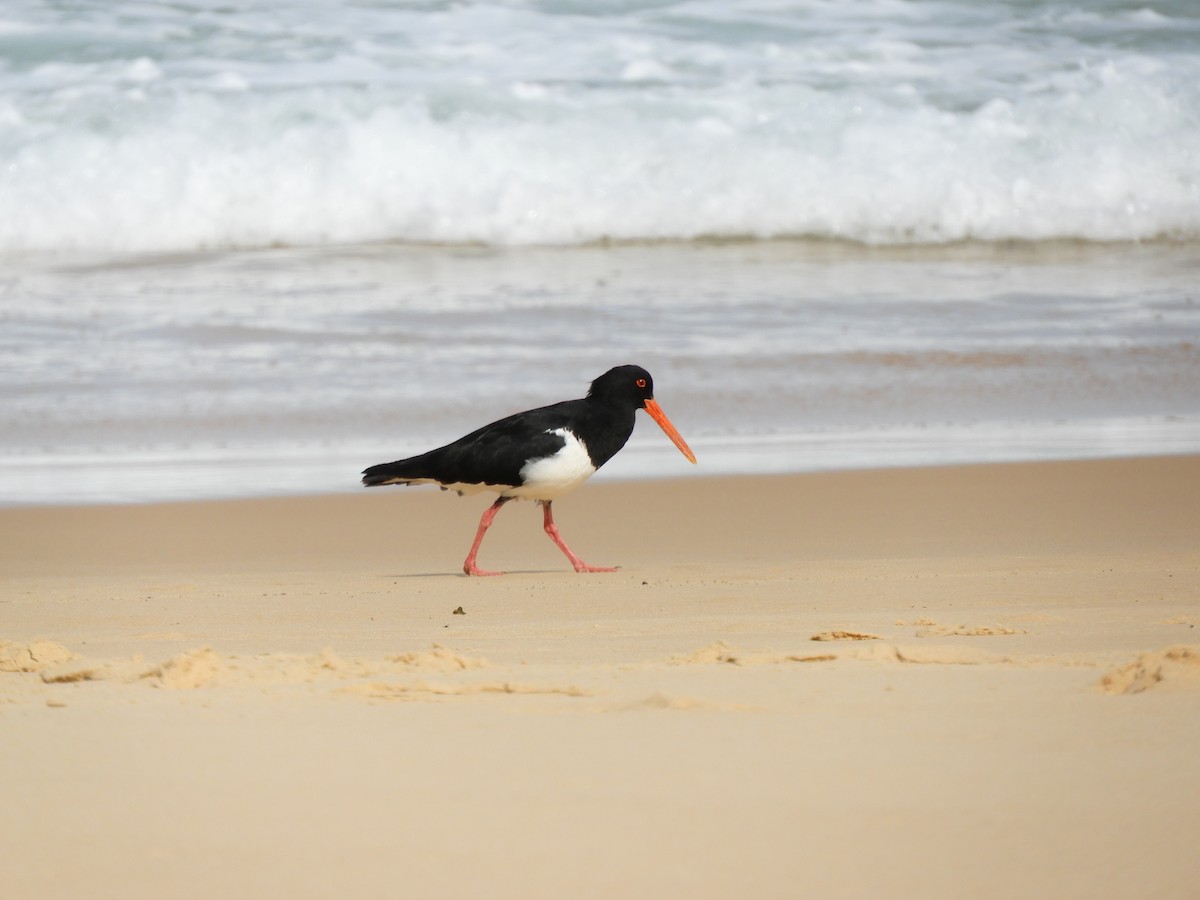 ústřičník dlouhozobý - ML644588635