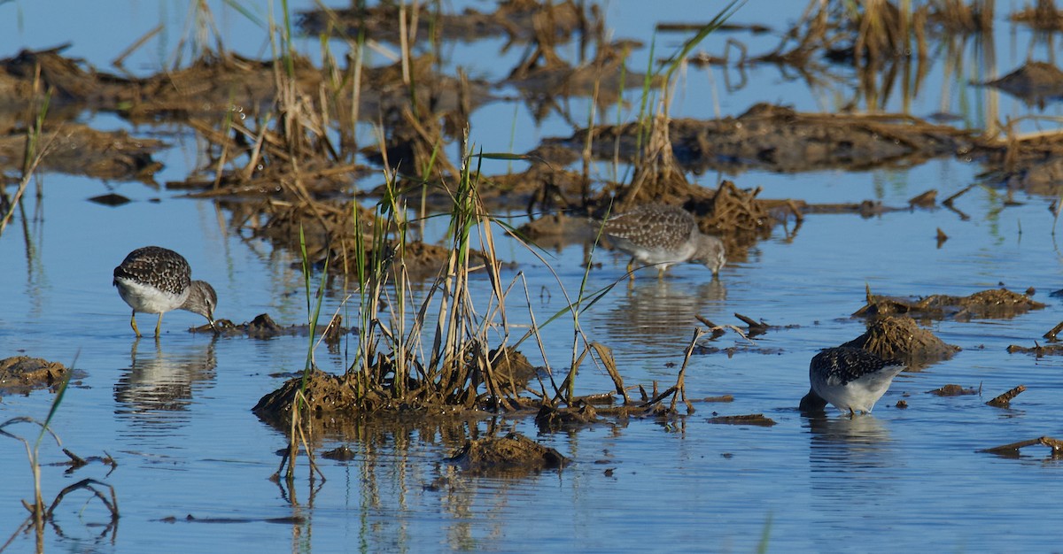 Wood Sandpiper - ML644588637