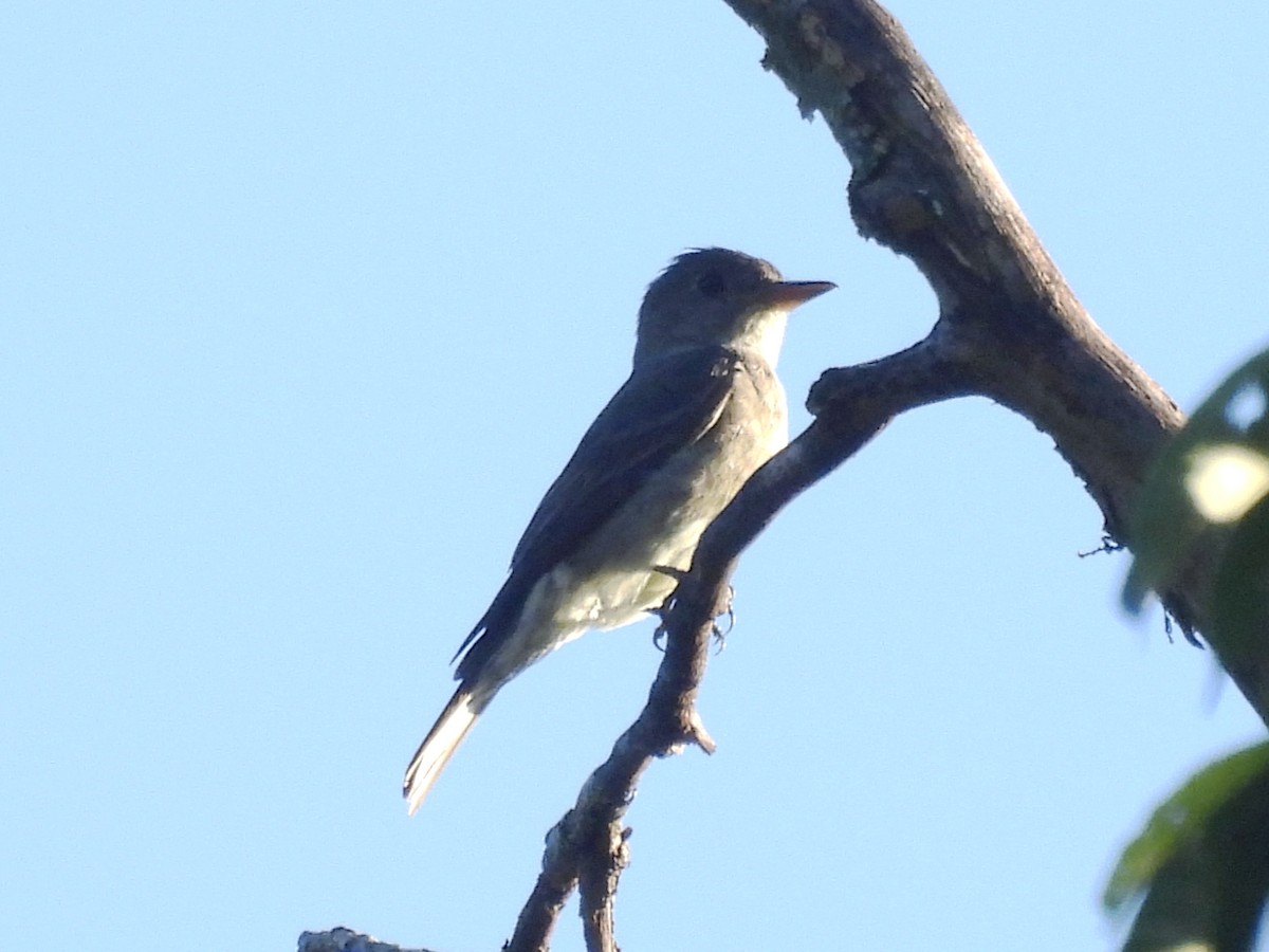 Pioui de l'Ouest - ML644588641