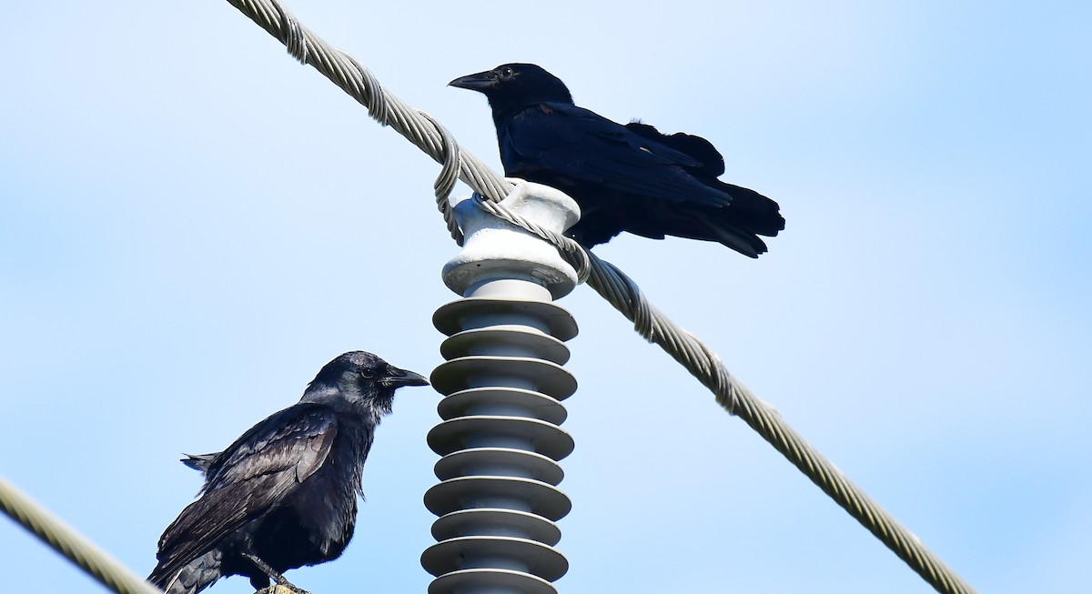 ウオガラス - ML644588644