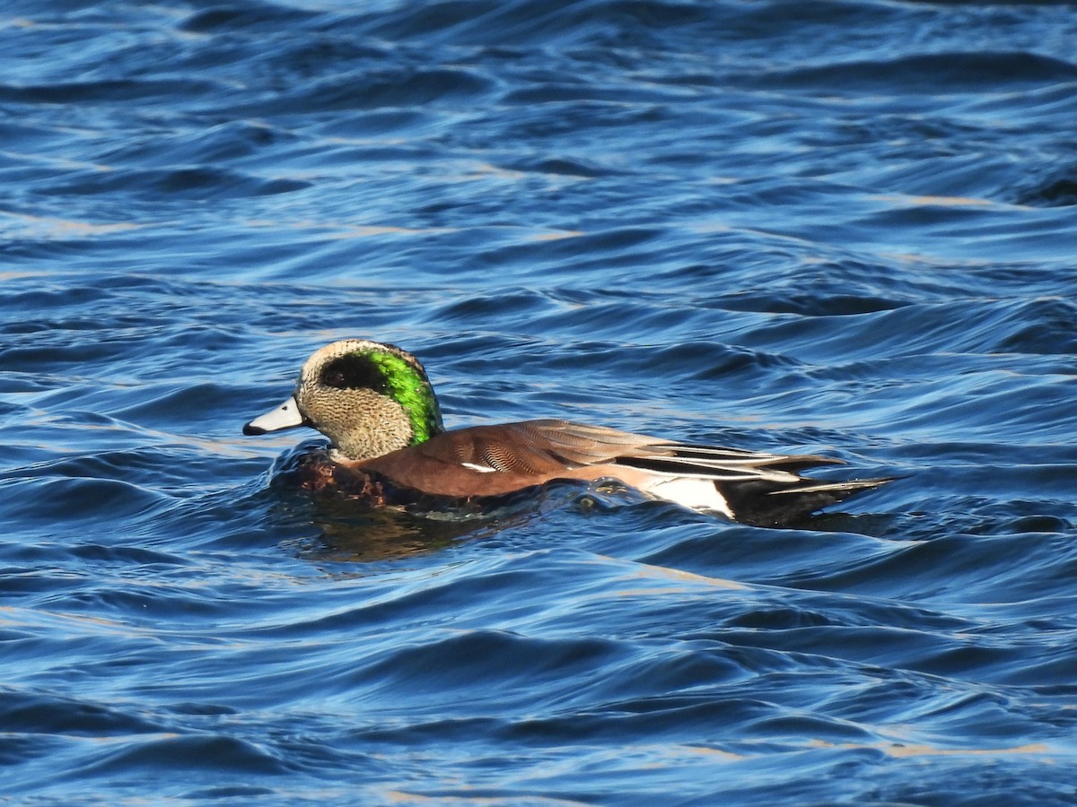 Свищ американський - ML644588646