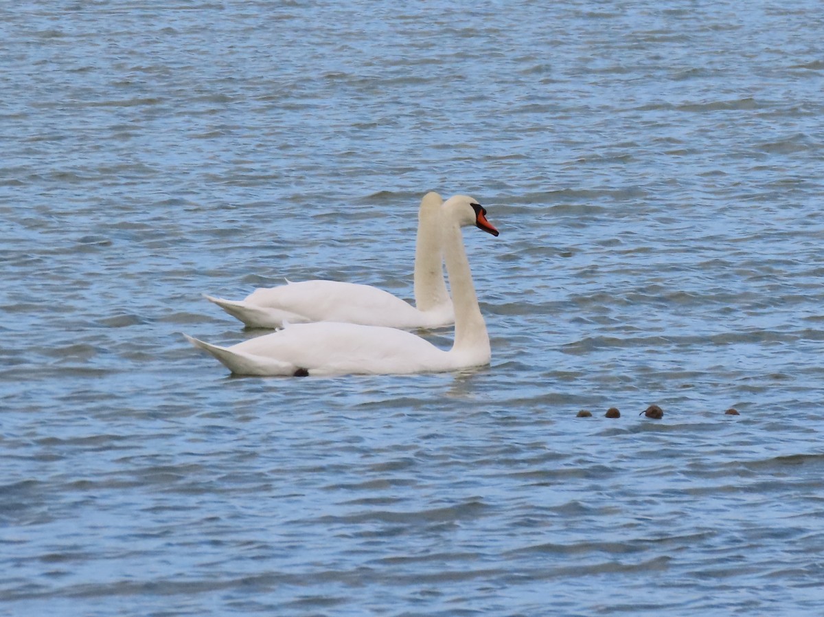 疣鼻天鵝 - ML644588647