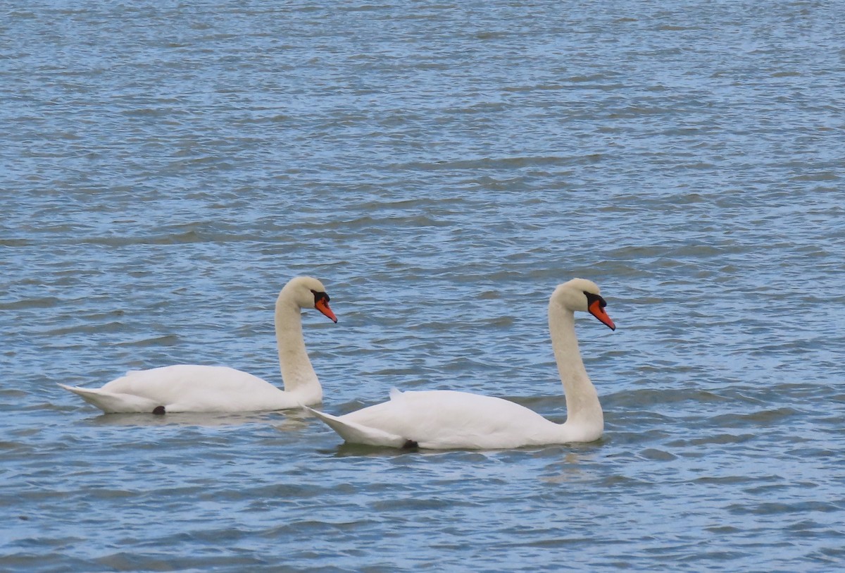 疣鼻天鵝 - ML644588648