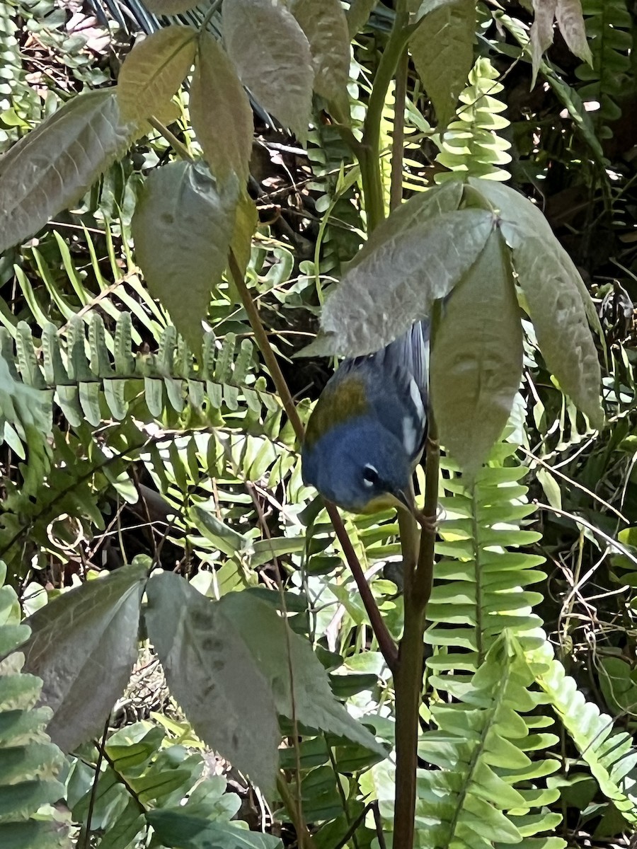 Очковая древесница - ML644588651