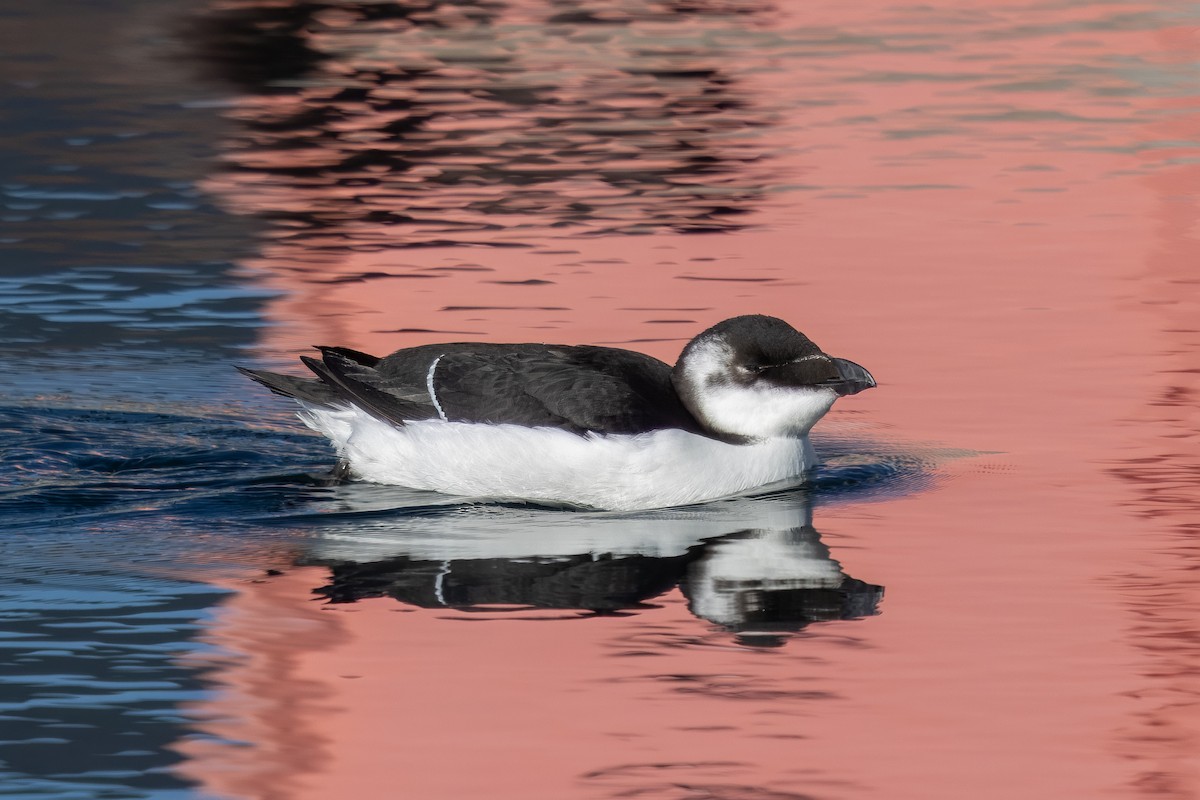 Razorbill - ML644588653