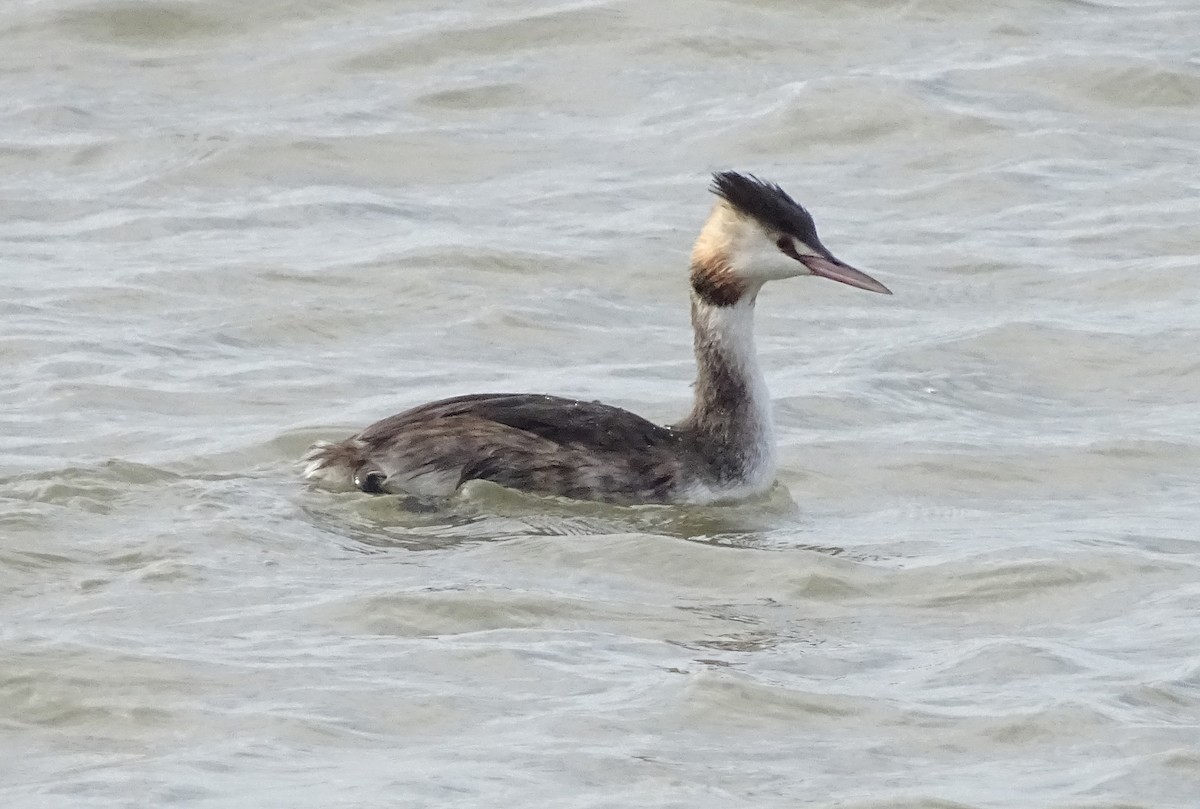 Great Crested Grebe - ML644588655