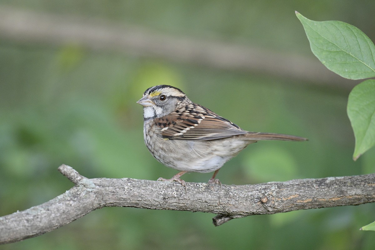 White-throated Sparrow - ML644588660