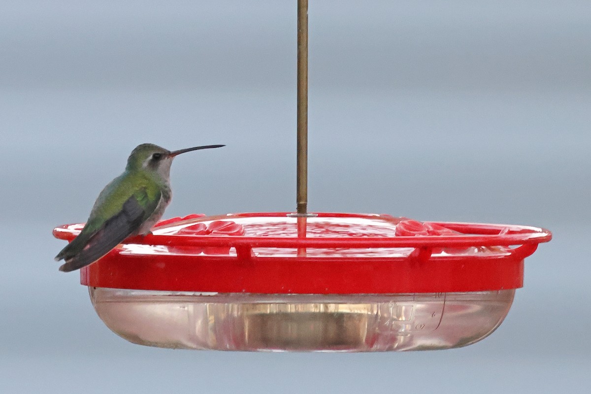 Broad-billed Hummingbird - ML644588662