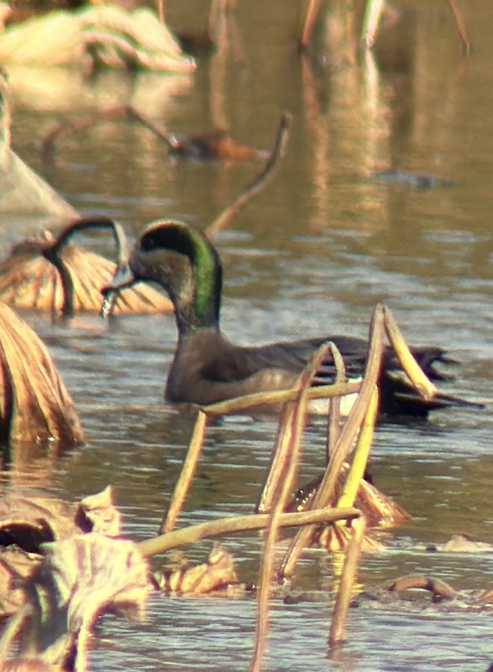 Свищ американський - ML644588663