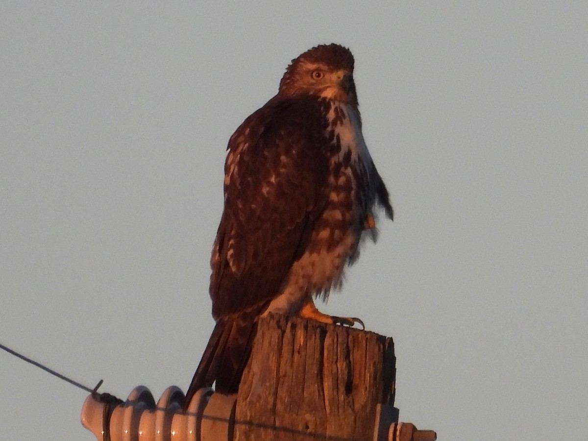 Канюк неоарктичний - ML644588664