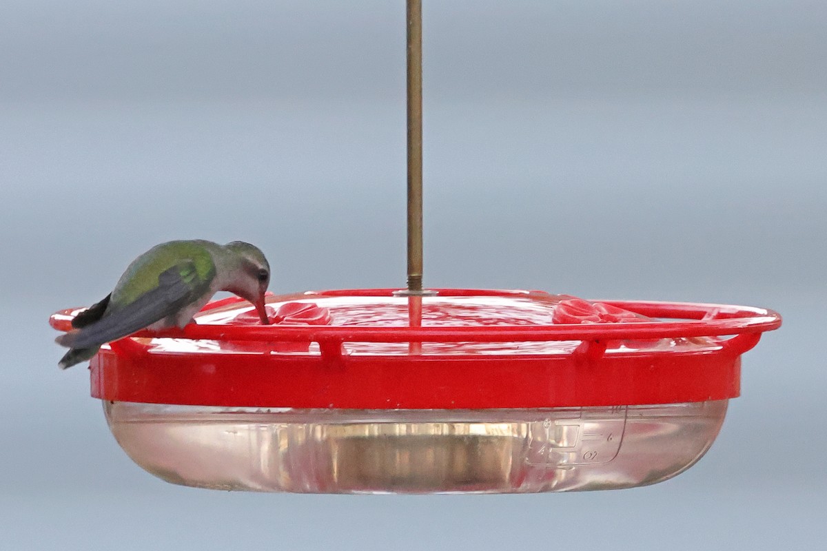 Broad-billed Hummingbird - ML644588666