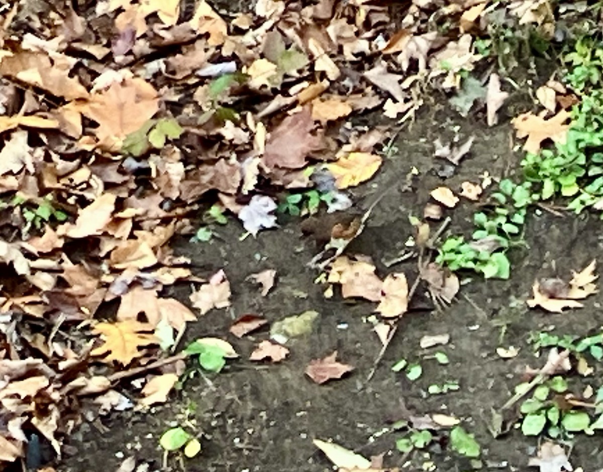 Eastern Towhee - ML644588684