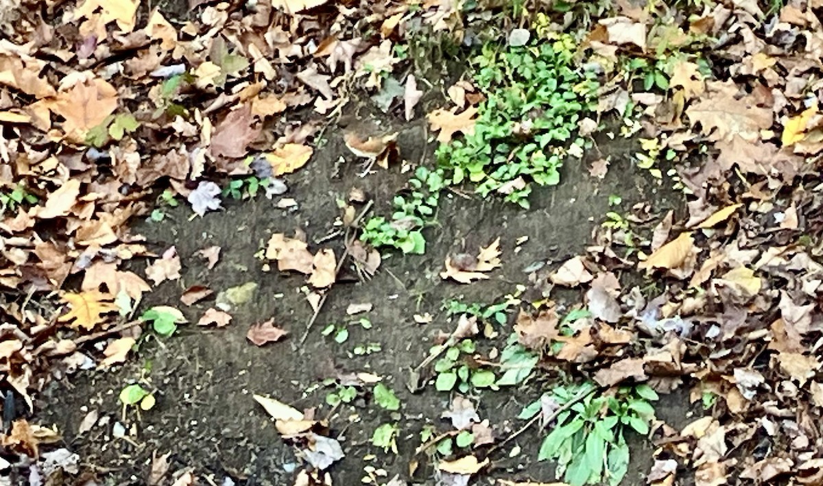 Eastern Towhee - ML644588685