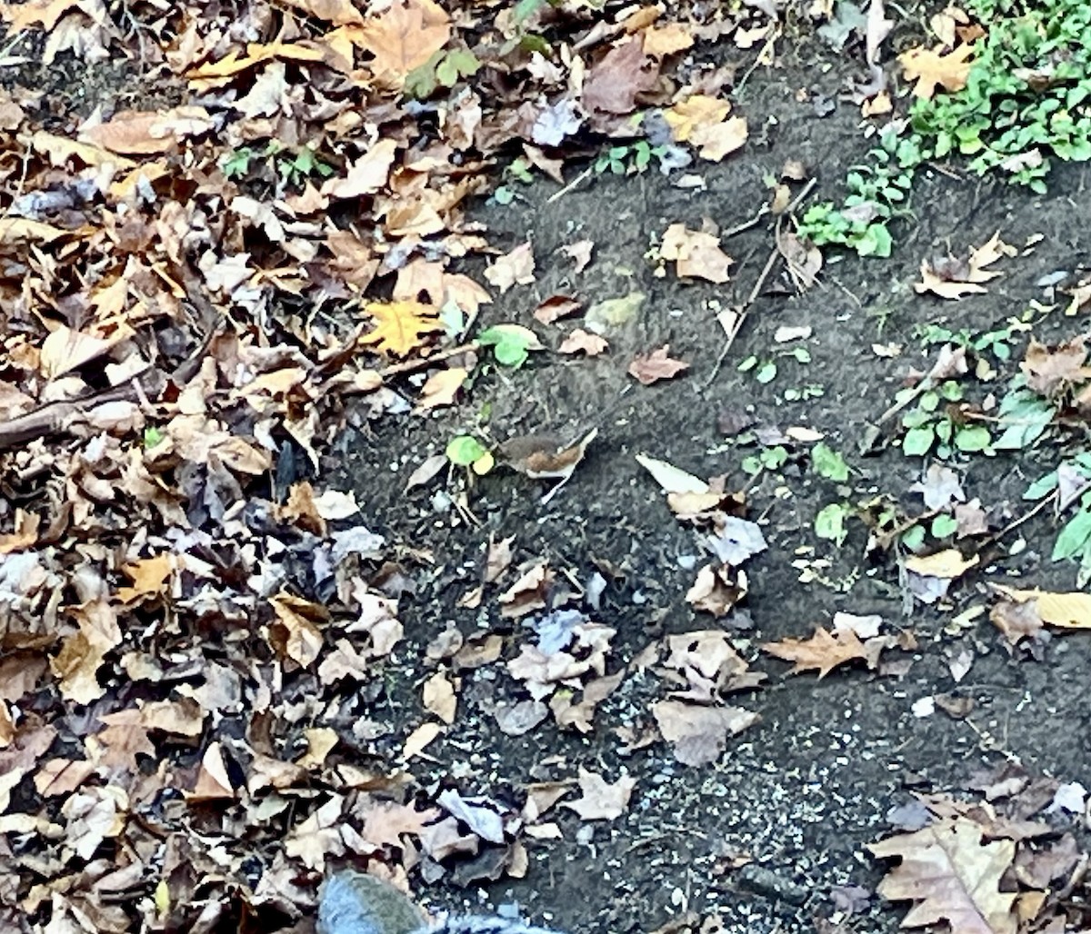 Eastern Towhee - ML644588686