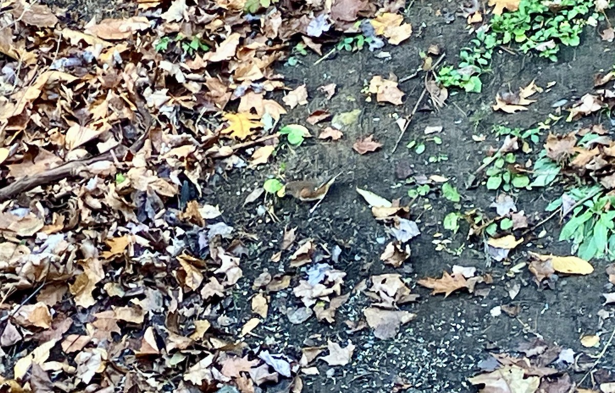 Eastern Towhee - ML644588687