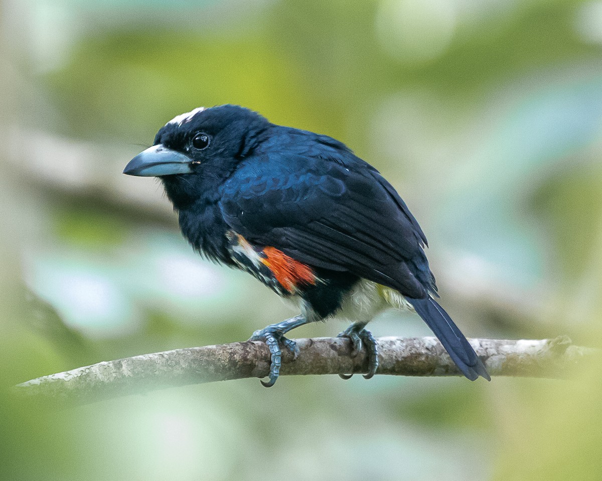 Spot-crowned Barbet - ML644588688