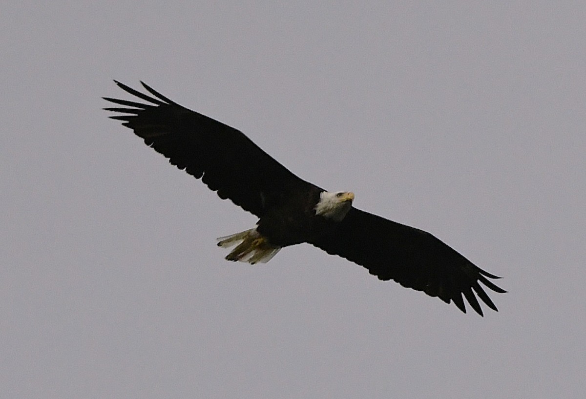 Pigargo Americano - ML644588699