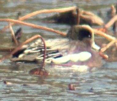 Свищ американський - ML644588700