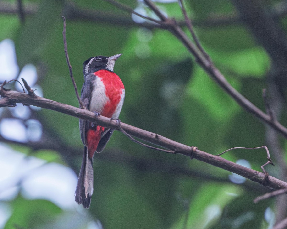 ムネアカアメリカムシクイ - ML644588704