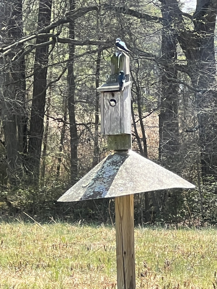 Tree Swallow - ML644588705