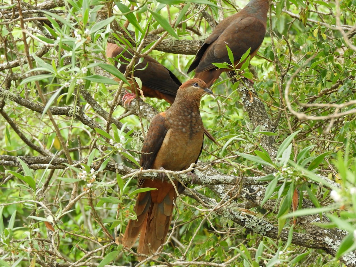 Brown Cuckoo-Dove - ML644588707