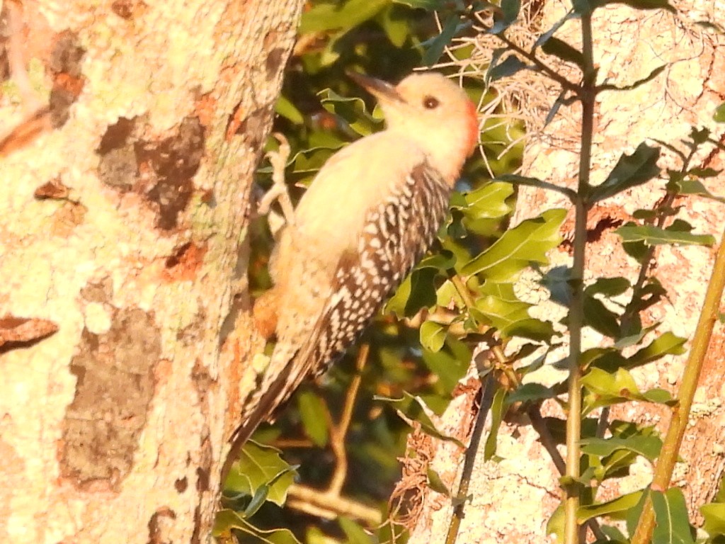 Carolinaspecht - ML644588708