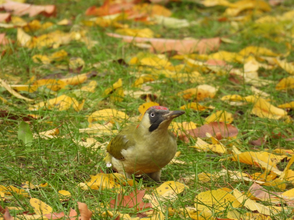 Pic vert - ML644588725