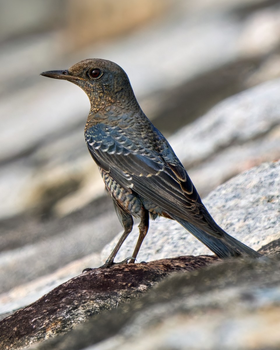 blåtrost - ML644588728