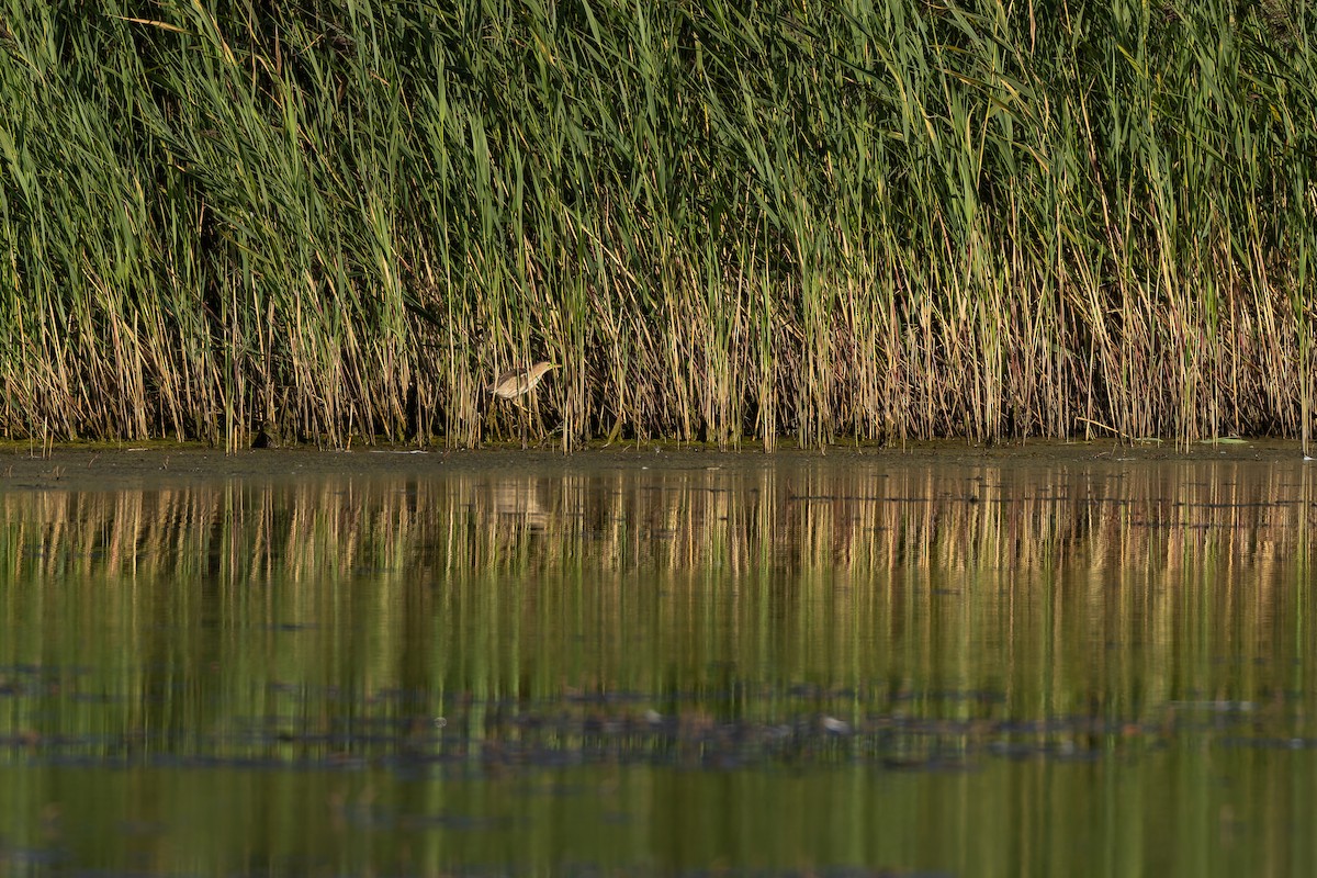 Amiltxori txiki eurasiarra - ML644588735