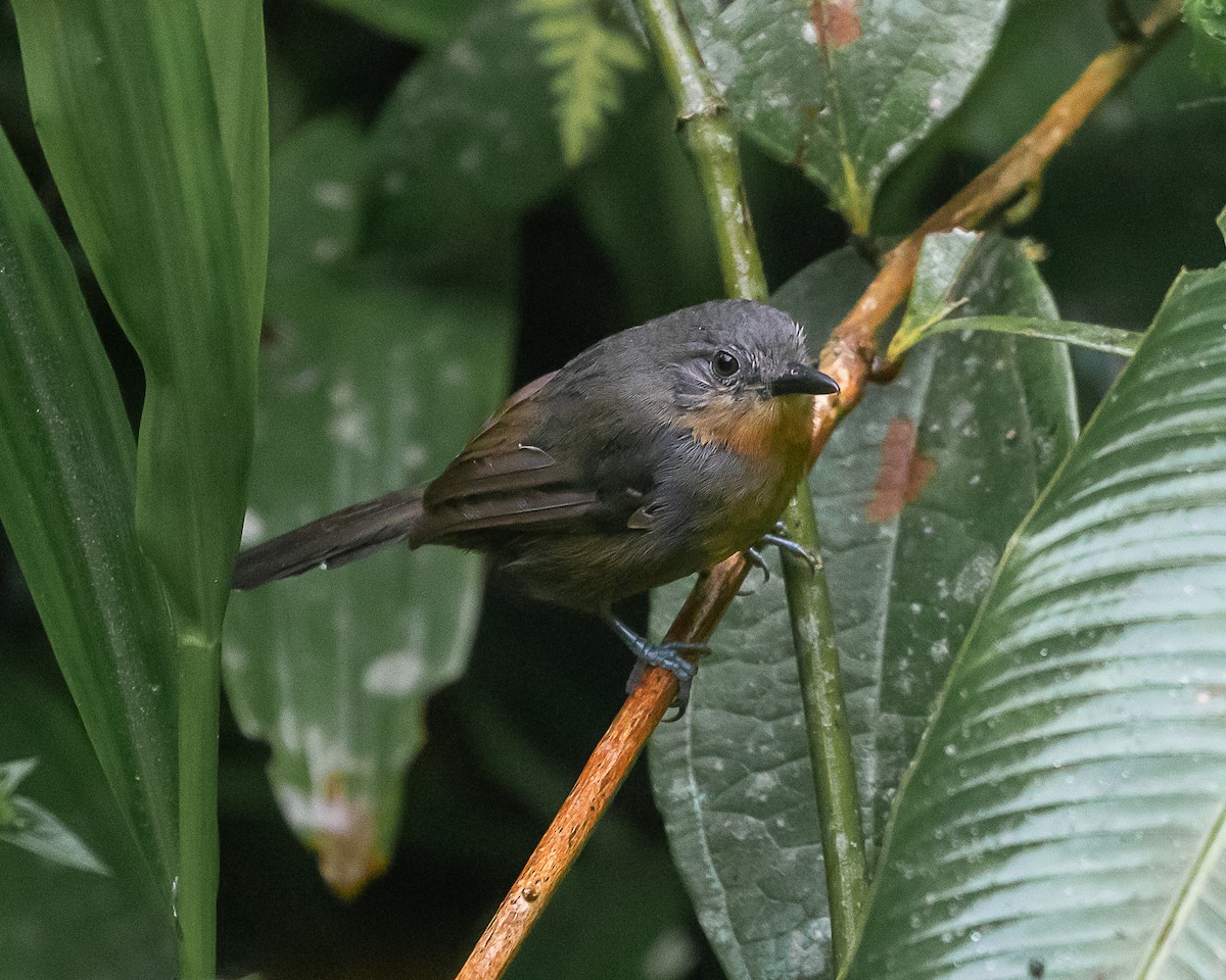 Parker's Antbird - ML644588739