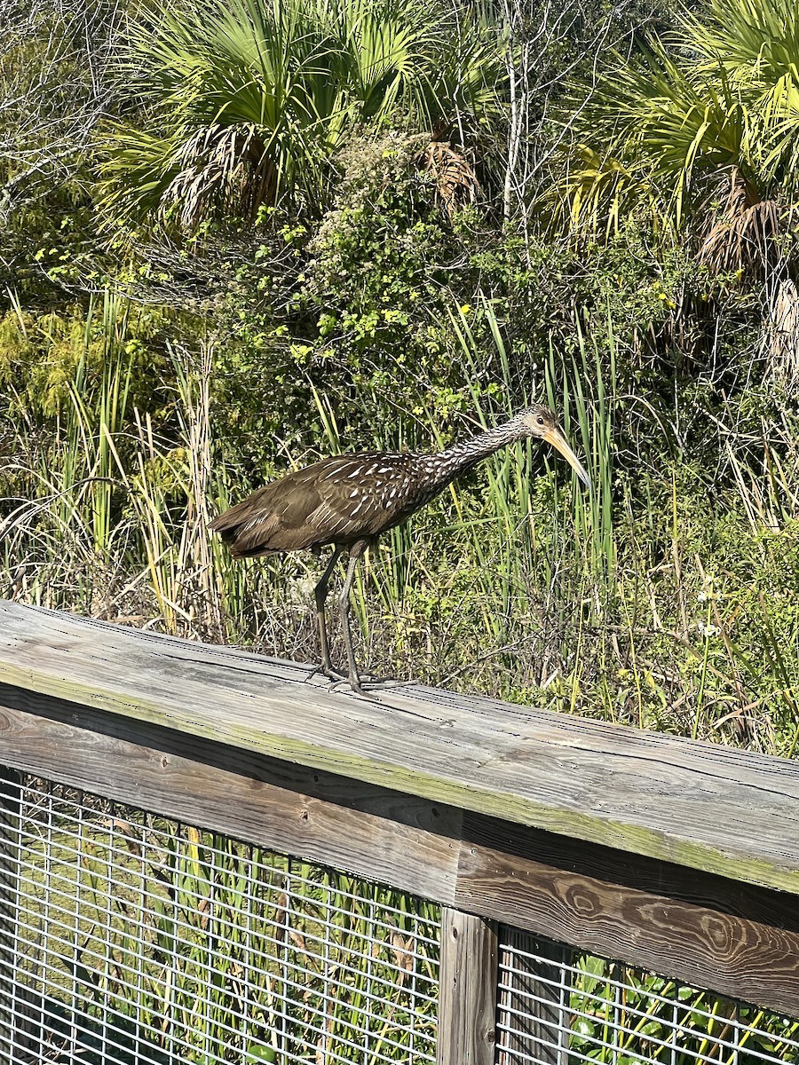 Limpkin - ML644588740