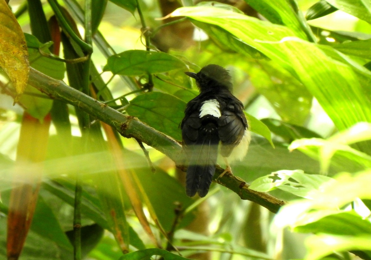 White-rumped Shama - ML644588743
