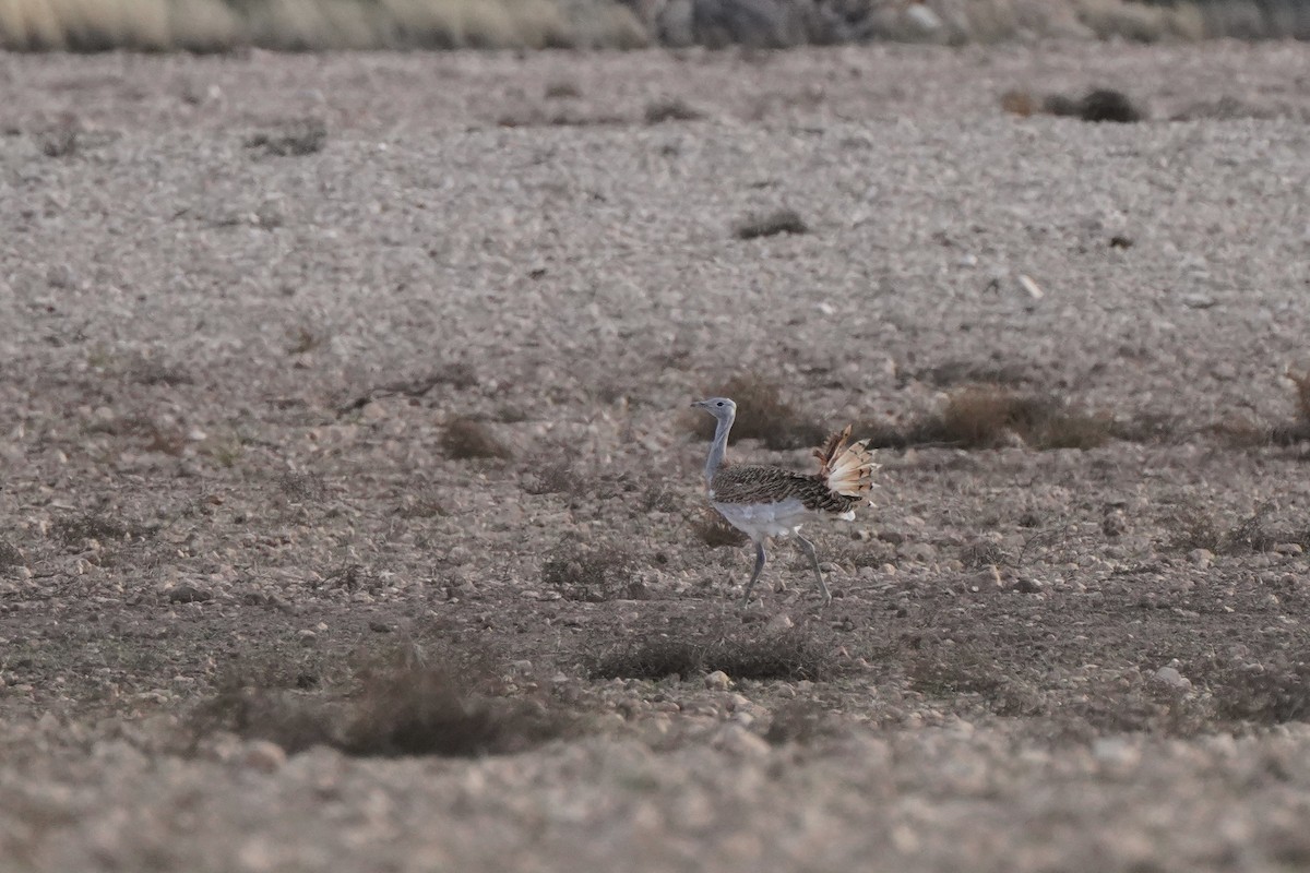 Great Bustard - ML644588745