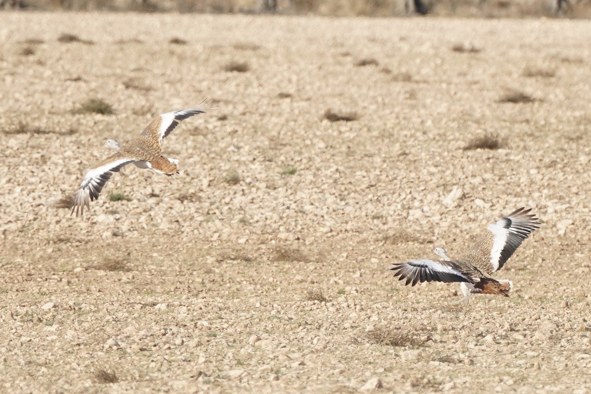 Great Bustard - ML644588746