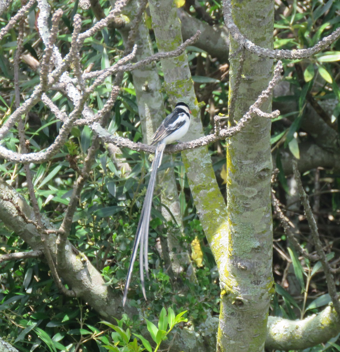 Pin-tailed Whydah - ML644588762