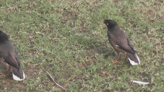 Martin forestier - ML644588763