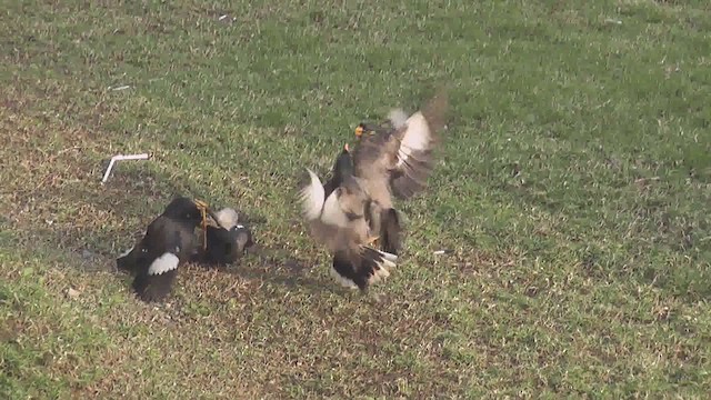 Martin forestier - ML644588764