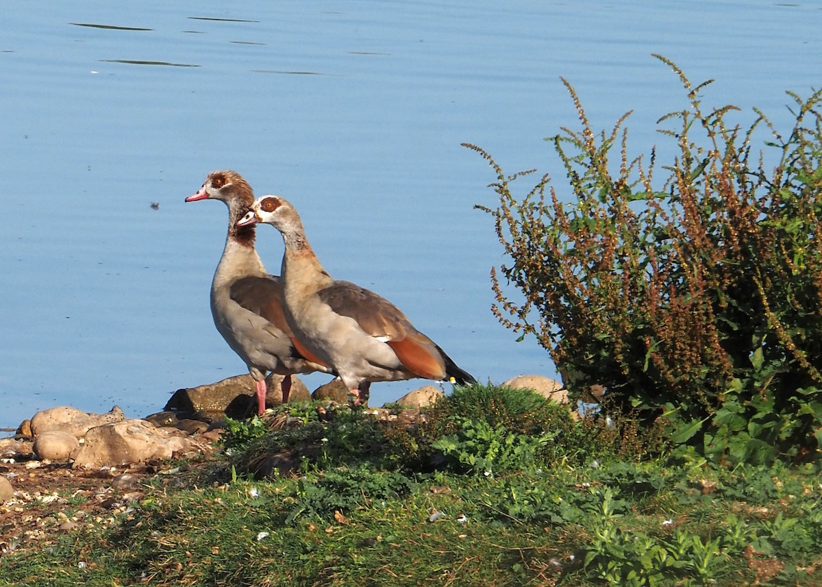 Egyptian Goose - ML644588765